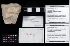 Foto (Objekt + Etikett) von Tuberosagalathea neojurensis (Patrulius, 1959)  (NHMW-GEO-2014-0194-0598)